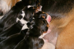 drinken kunnen ze vanaf het eerste ogenblik
