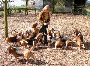 Bassetartesiennormand.nl