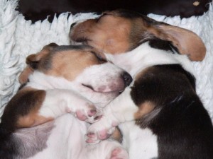 bassetartesiennormand.nl