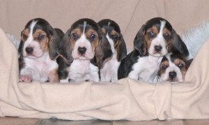 Voor alle Bassets en hun baasjes