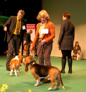 Emilion de Bérénice op de hond van het jaar show