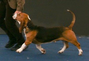 Camille op de worlddogshow 2012 Salzburg