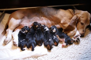 pups net geboren