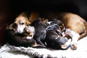 Doremi geniet van haar pups