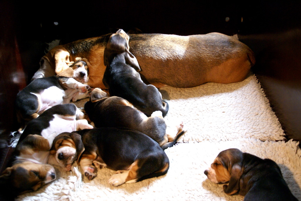 Lekker liggen bij mama