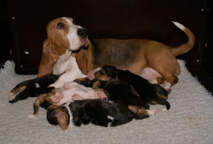 Fanfare kwispelt altijd