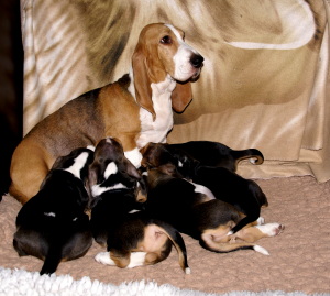 Fanfare is een schatje