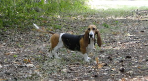 Ecoutante de Bérénice