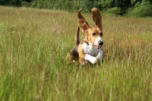 met veel Basset geluk