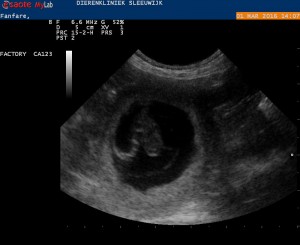 Een van de vruchtjes