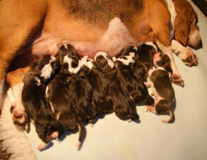 nu vooral drinken en slapen