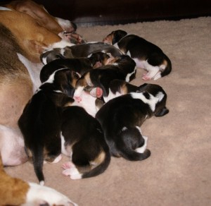 de meute is verzadigd