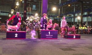 jacobin-rasgroep-plaats-een